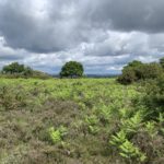 Photo of nice light picking out the fresh green bracken amongst heather.