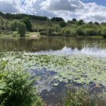 Photo of a pretty pond with water lilies floating on the water in the foreground.