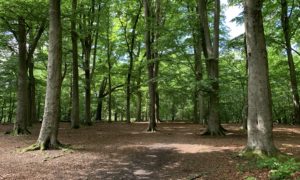 Photo of sunlight coming through beech woodland.