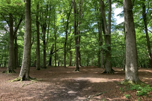 Photo of sunlight coming through beech woodland.