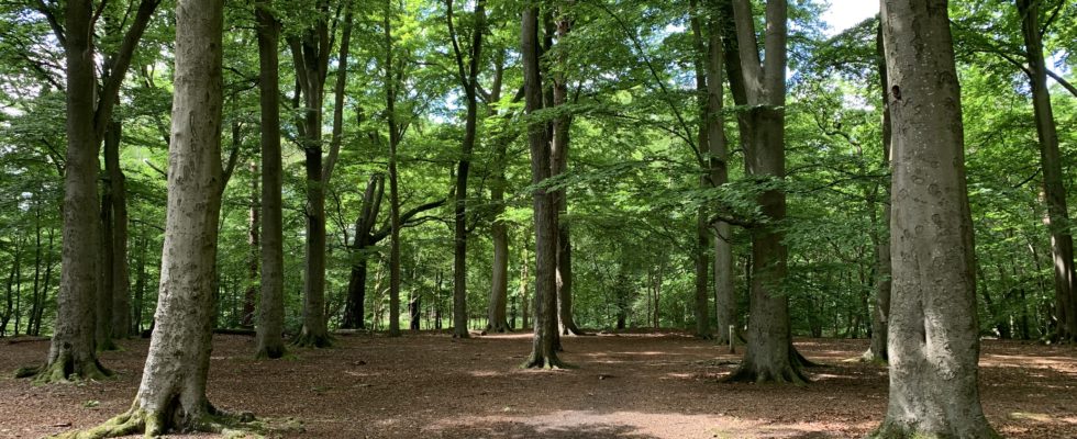 Photo of sunlight coming through beech woodland.