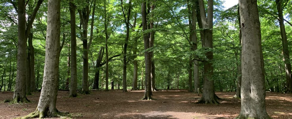 Photo of sunlight coming through beech woodland.