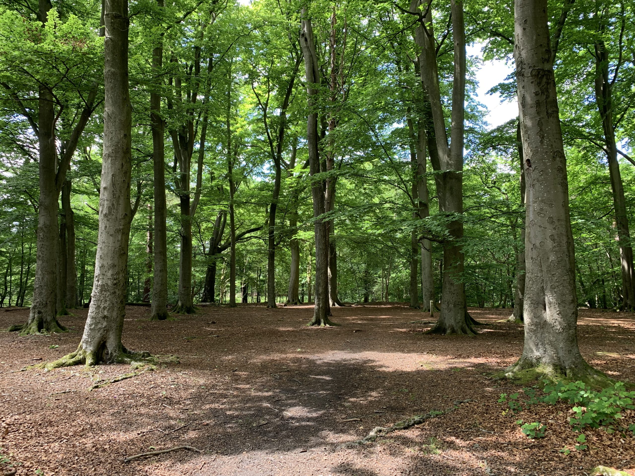 Photo of sunlight coming through beech woodland.