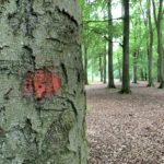Photo of a beech tree with a daube of red paint on it.
