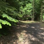 Photo of the light catching the fronds of a fir tree, and a woodland path.