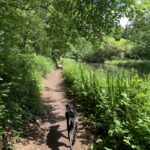 Photo of a dog trotting along the Basingstoke Canal, with yellow iris in flower along the bank.