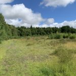 Photo of an area of grass and scrub, lined by pine trees.