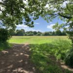 View out to the meadows from the trees.