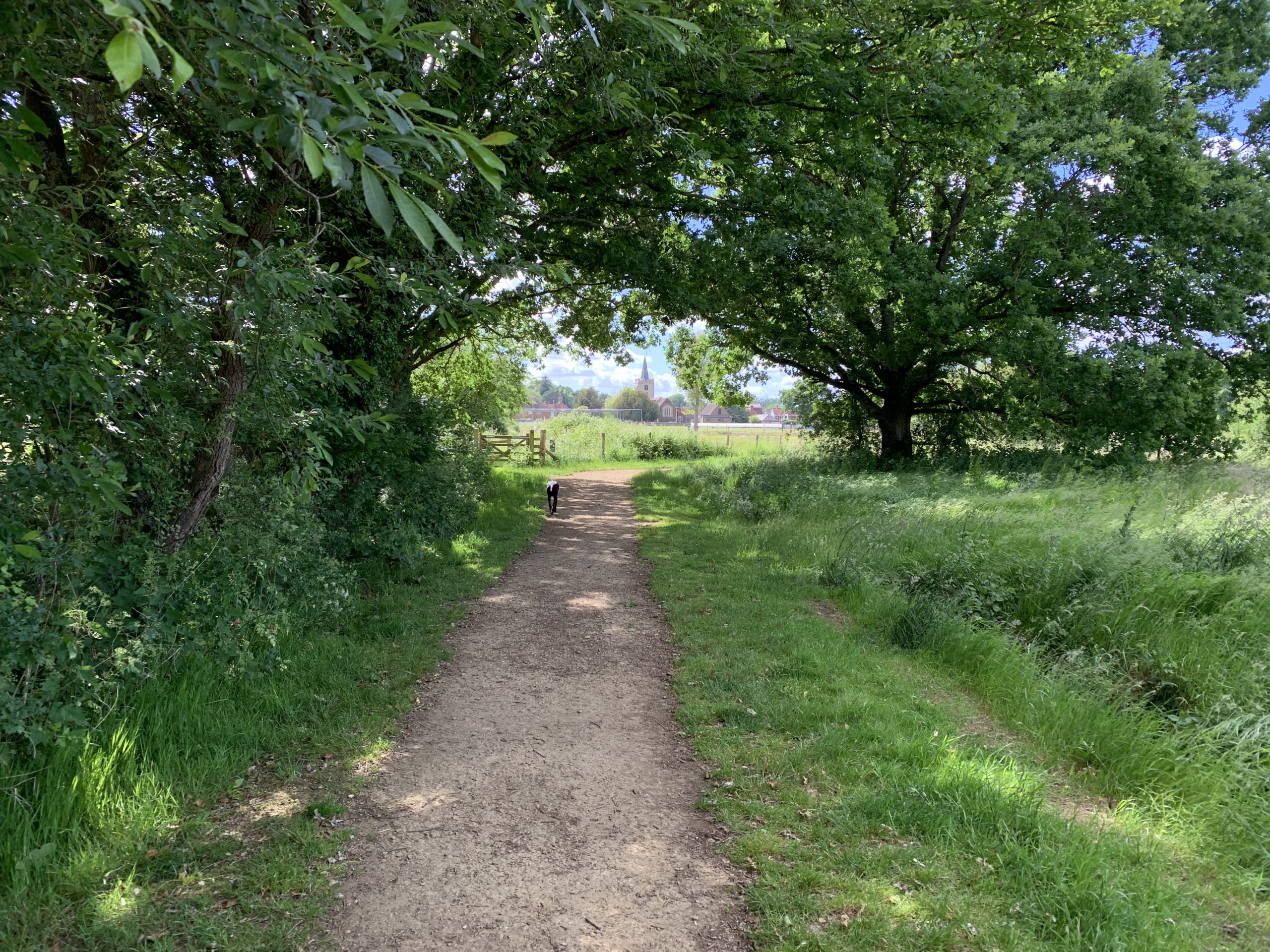 Photo of a path with over hanging trees and a church spire in the distance.