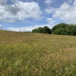 Photo of a lovely summer meadow full of wildflowers.