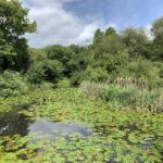 Photo of a pond covered in water lily leaves and other vegetation