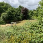 Photo of a pond surrounded by scrubby vegetation.