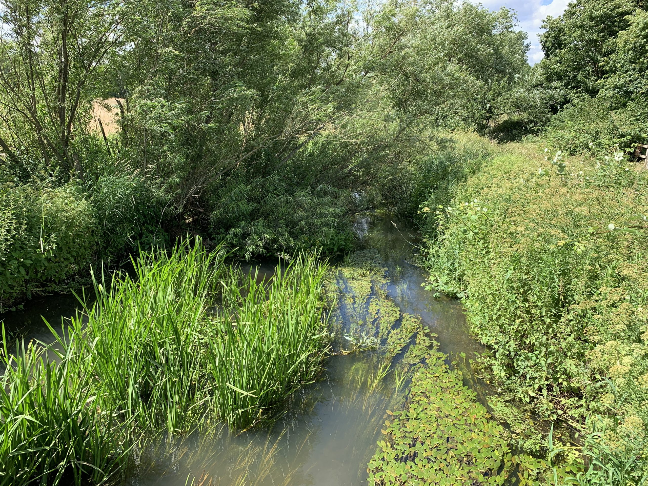 Hawley Meadows & Blackwater Park Thames Basin Heaths