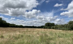 Photo of a summer meadow with dramatic white clouds against a blue sky.
