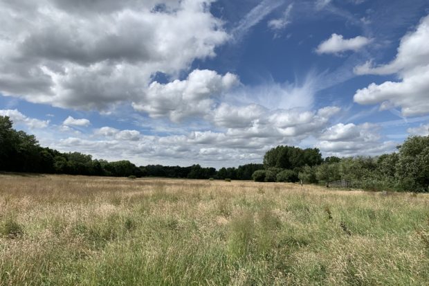 Photo of a summer meadow with dramatic white clouds against a blue sky.