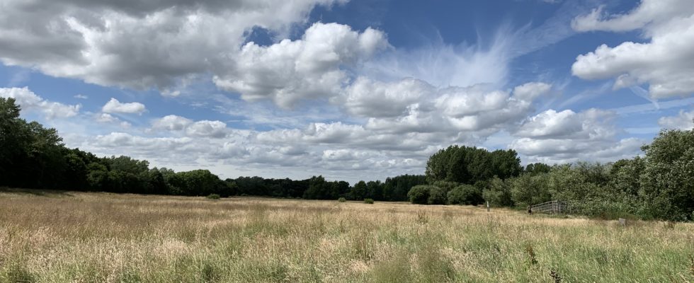 Photo of a summer meadow with dramatic white clouds against a blue sky.