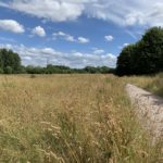 Photo of a summer meadow with tall grasses overflowing onto a level surfaced path.