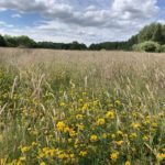 Photo of a summer meadow full of wildflowers.