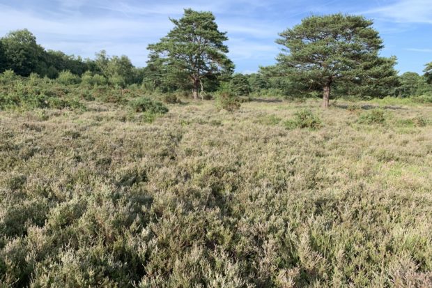 Photo of a heathland scene, with a swath of Common Heather in the foreground