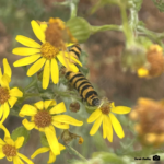 Photo of a black and yellow Cinnabar moth caterpillar on yellow Ragwort flowers.