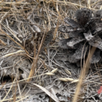 Photo of a very well camouflaged Grayling butterfly.