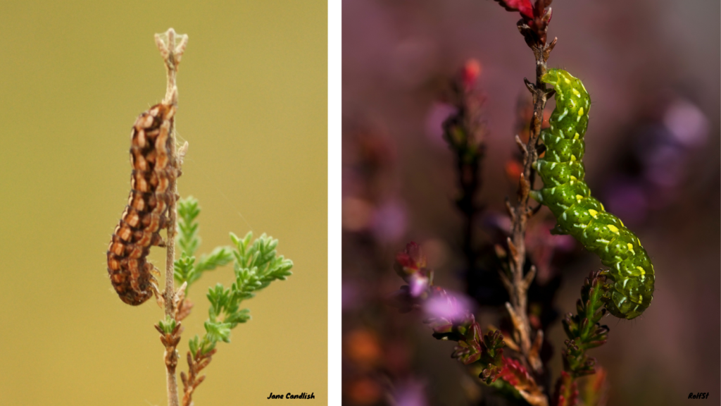 Photos of the caterpillars, with the left being brown and the right being bright green