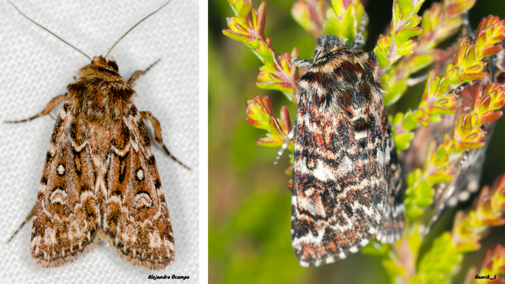 Photos of the two brown, mottled, superficially similar moths