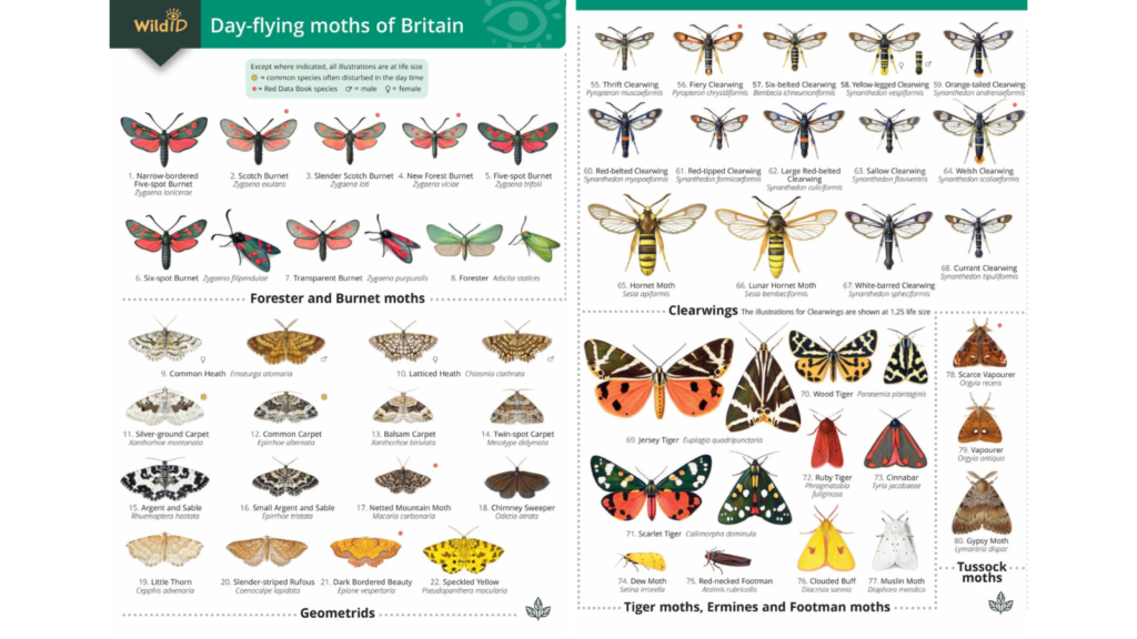 image of a fold-out identification chart showing lots of different moths.