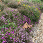 Phot of different coloured heaths and yellow gorse in flower.