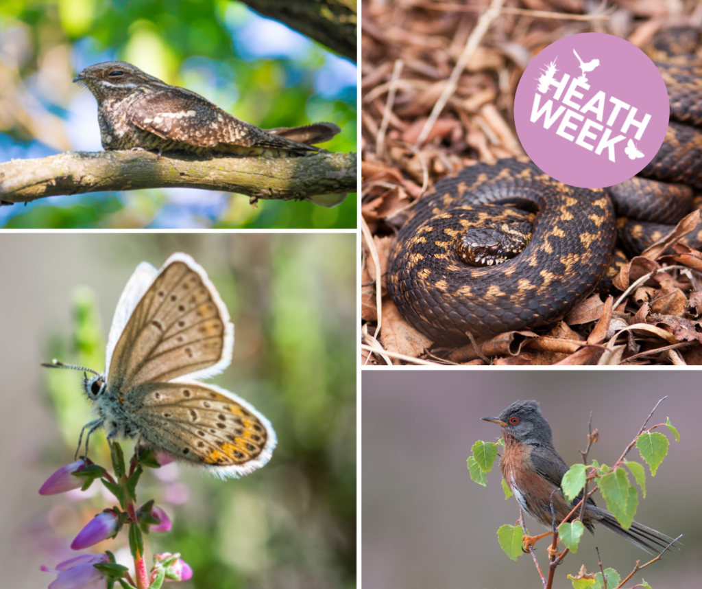 Montage of photos of heathland wildlife as described in text.