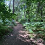 Photo of shady woodland path with Sweet Chestnut trees and Bracken