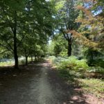 Photo of shady woodland path with Beech trees either side