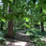 Photo of shady woodland path with Sweet Chestnut tree branch in the foreground