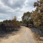 Photo of a landscape blackened by fire