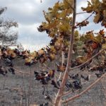 Image of scorched trees and a landscape blackened by fire