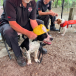 Photo of a black & white spaniel with a child's helmet on, and a brown & white spaniel in the background.