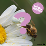 Photo of a white spider on a white flower. The spider is clutching a bee. Part of the spider is obscured by a large question mark.