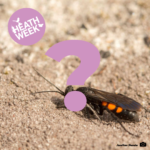 Photo of an insect with an orange striped body on a sandy surface.