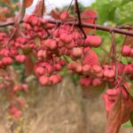 Photo of pink spindle berries.