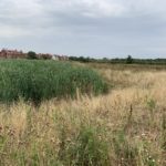 Photo of a reed bed and a late summer meadow.