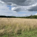 Photo of a late summer meadow.