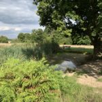 Photo of pond with a bench and a lovely oak tree.