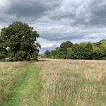 Photo of a grassy path though a late summer meadow.