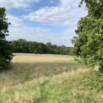 Photo of a meadow with mature trees.