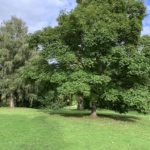 Photo of a landscaped park with mature trees.