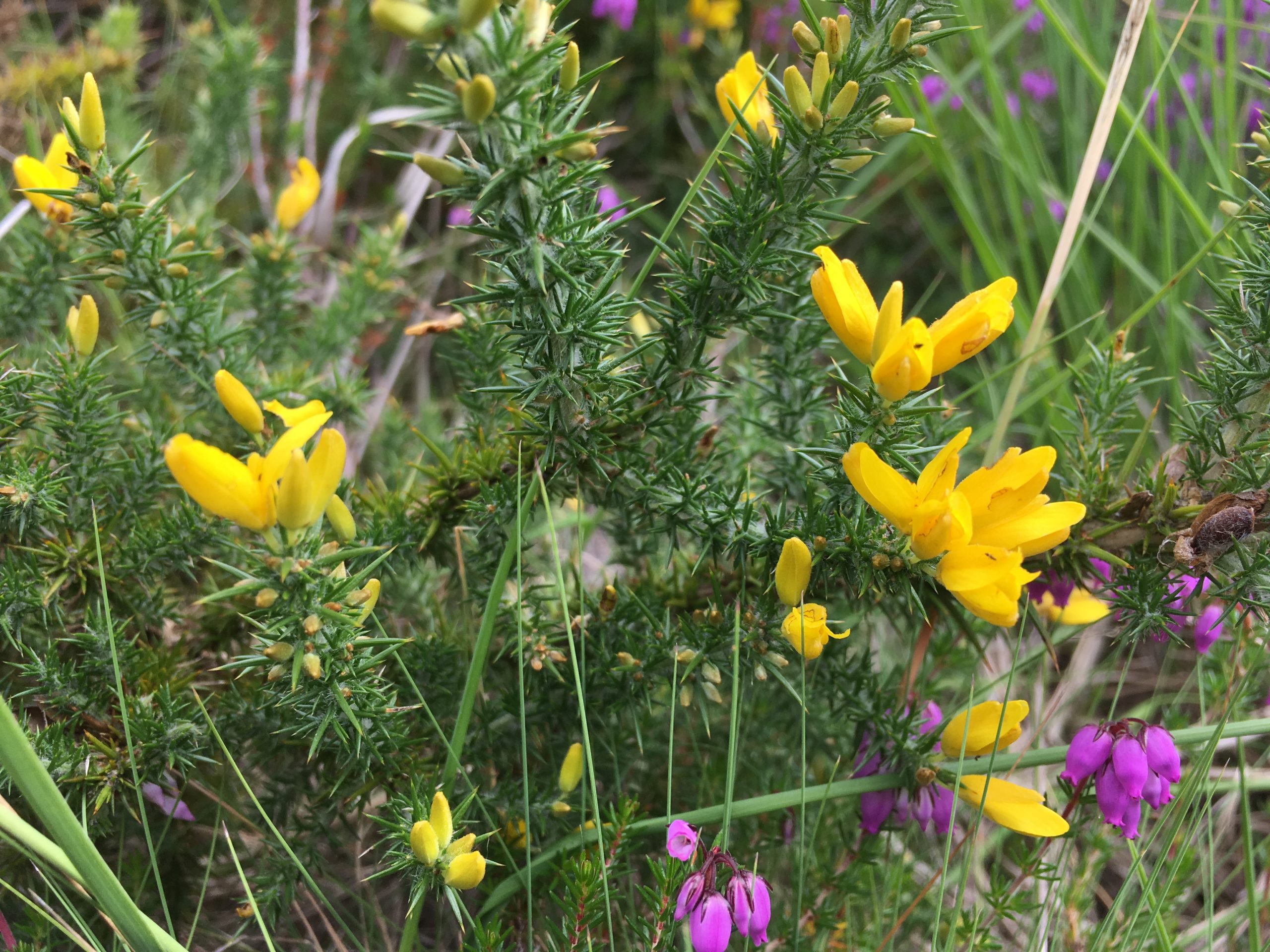 Flowering dwarf gorse amongst magenta Bell Heather