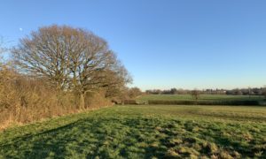 Photo of a lovely day in winter, with bare oak trees in the hedgerow.