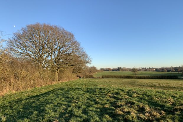 Photo of a lovely day in winter, with bare oak trees in the hedgerow.