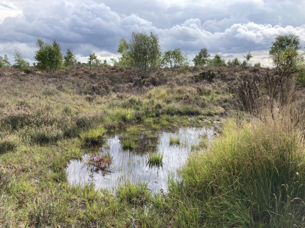 Photos of Marsh Clubmoss habitat, a wet area of heath, with a shallow area inundated with water.