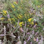 Photograph of yellow gorse flowering amongst common heather